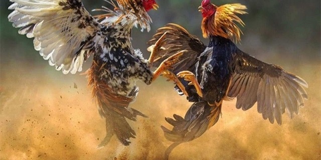 Các hình thức đá gà mạng phổ biến nhất hiện nay Các hình thức đá gà mạng phổ biến nhất hiện nay